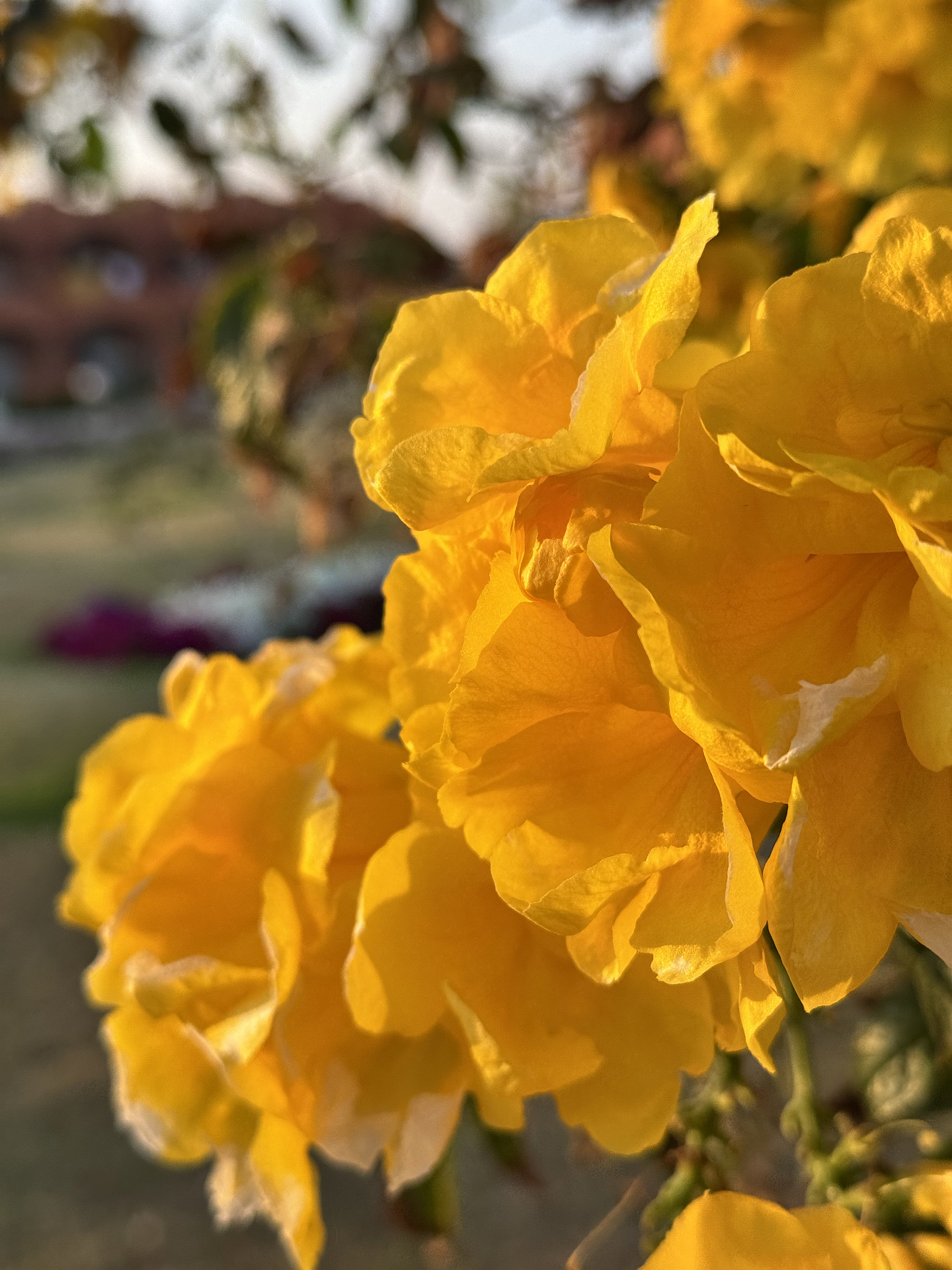 Zlaté doteky slunce, autor Marie Nebeská; fotografie soutěže Studentská spoušť 2025 v užším výběru